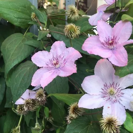 Ξενοδοχείο Lilia 2 Family Πριμόρσκο